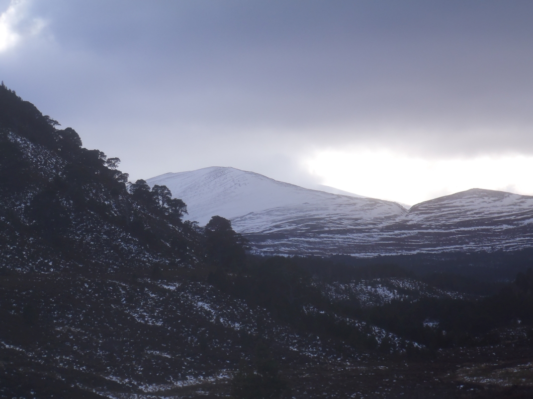 Day 1 - Glenmore - Meall a' Bhuacaille - Creaan Gorm - Strath Nethy