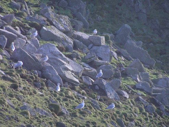Gulls
