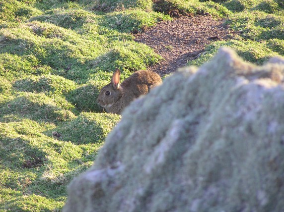 Rabbit