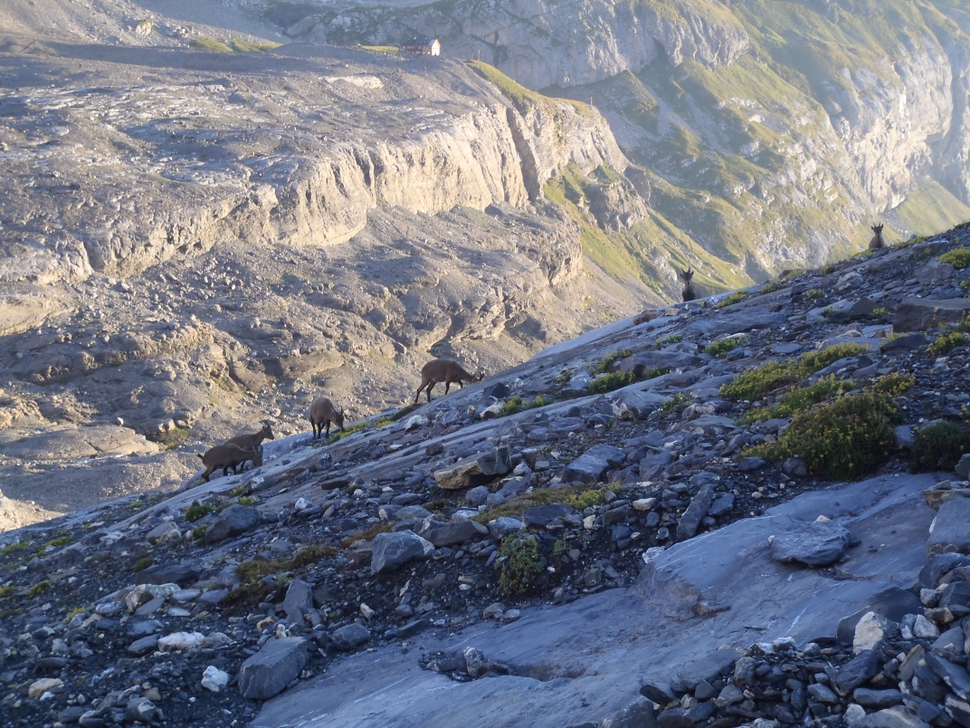 Lammerenhutte - Rothornlucke (3002m) - Cabane des Violettes