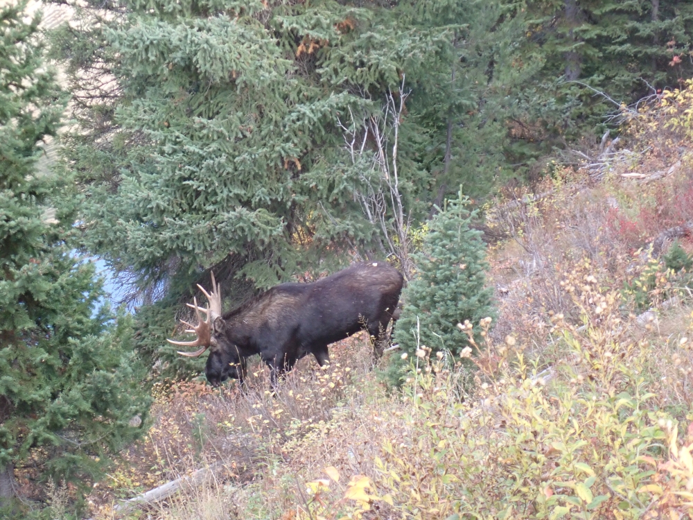 Moose, Grand Tetons