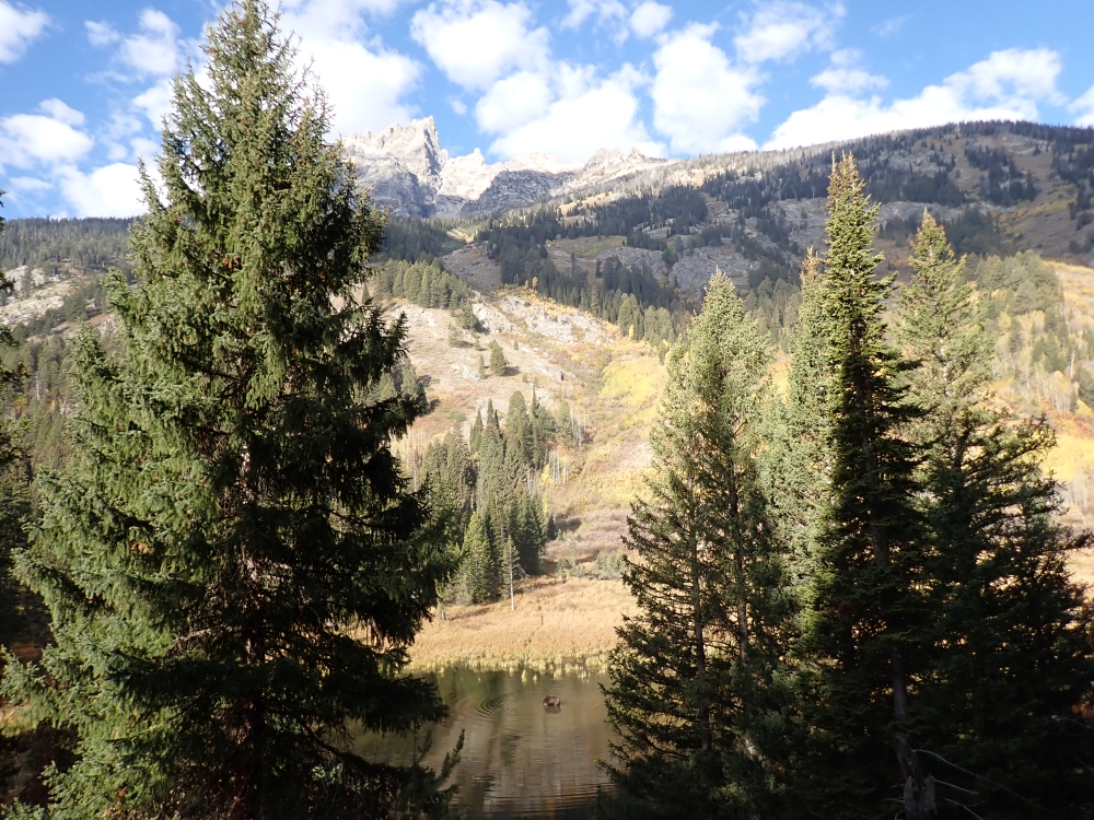 Moose, Grand Tetons