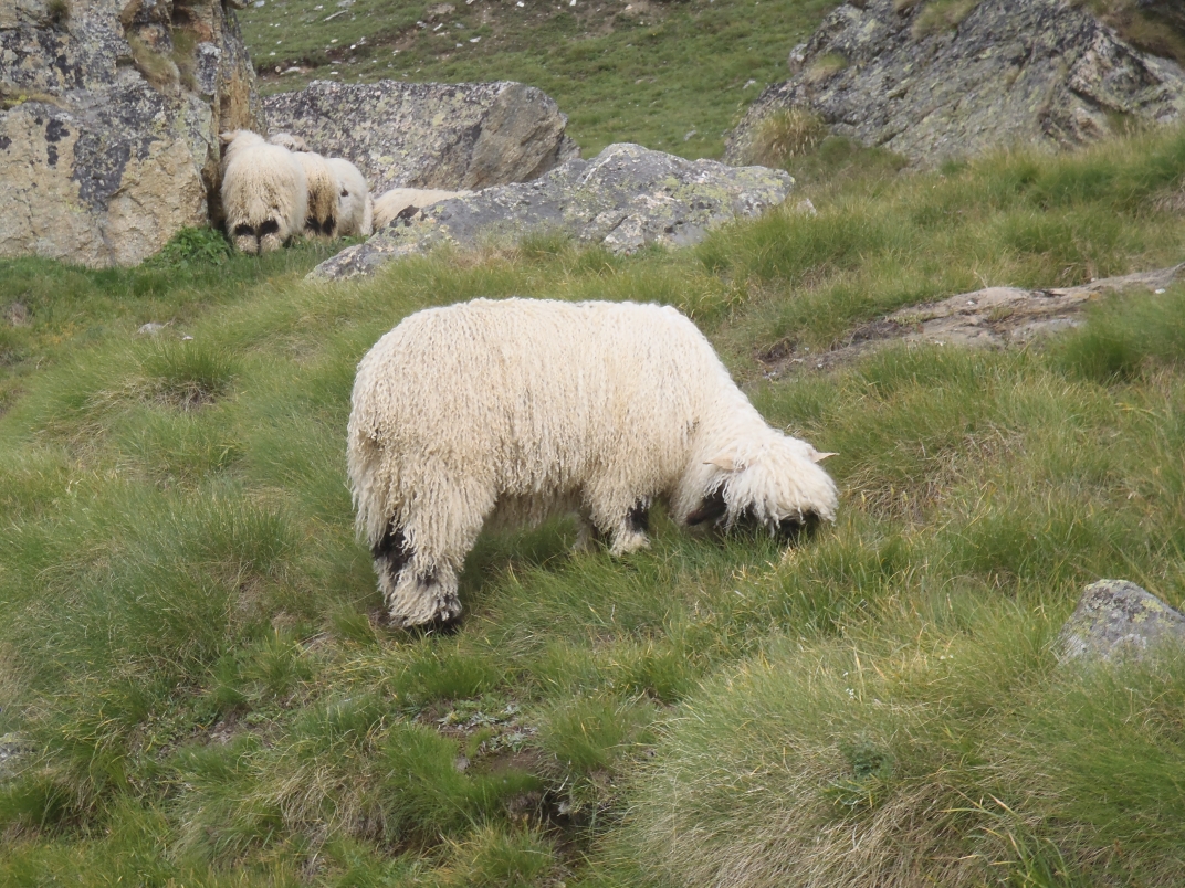 Day 3 - Zermatt - Wisshown - Trift
