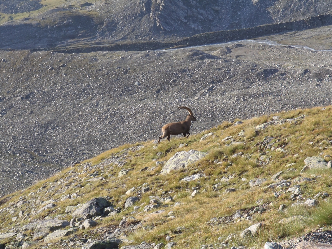 Day 5 - Rothornhutte - Trift - Schonbielhutte