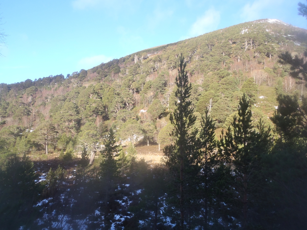 Day 1 - Glenmore - Meall a' Bhuacaille - Creaan Gorm - Strath Nethy