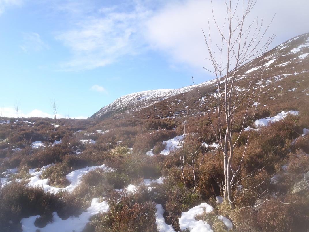 Day 1 - Glenmore - Meall a' Bhuacaille - Creaan Gorm - Strath Nethy