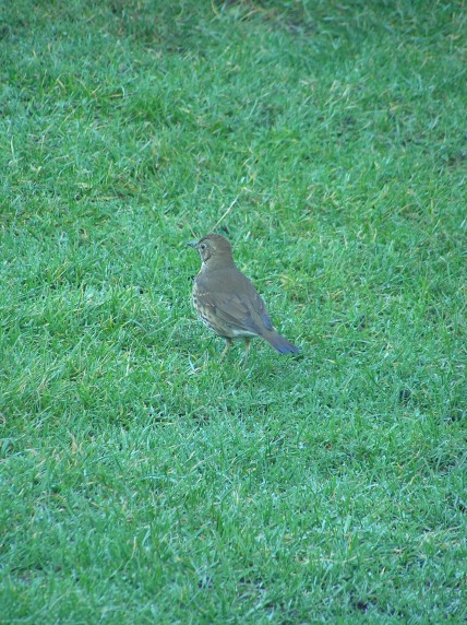 A bird