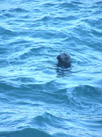 Seal