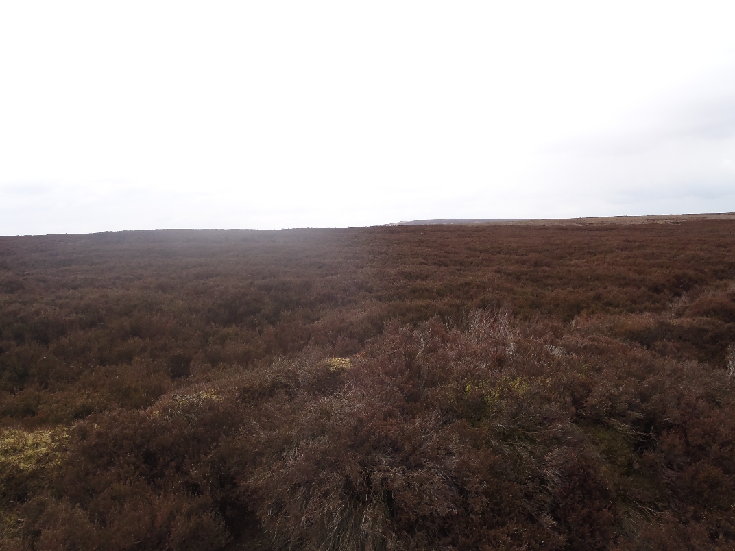 Derwent Moors