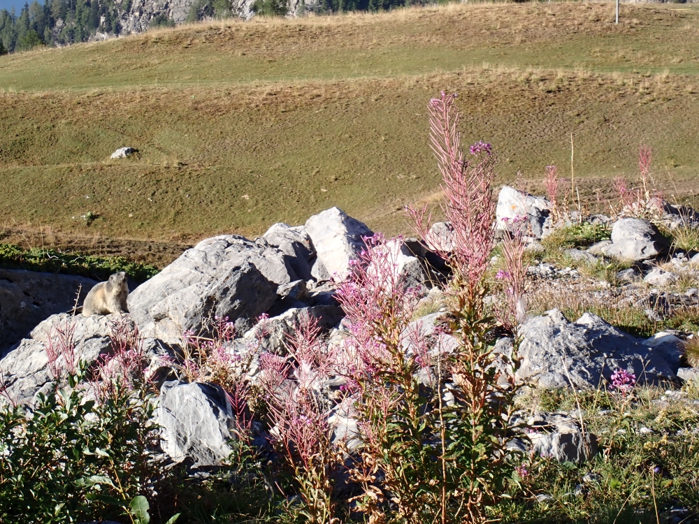 Day 5 - Cabane Des Violettes - Bella Lui - Wildstrubelhutte