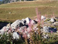 Day 5 - Cabane Des Violettes - Bella Lui - Wildstrubelhutte