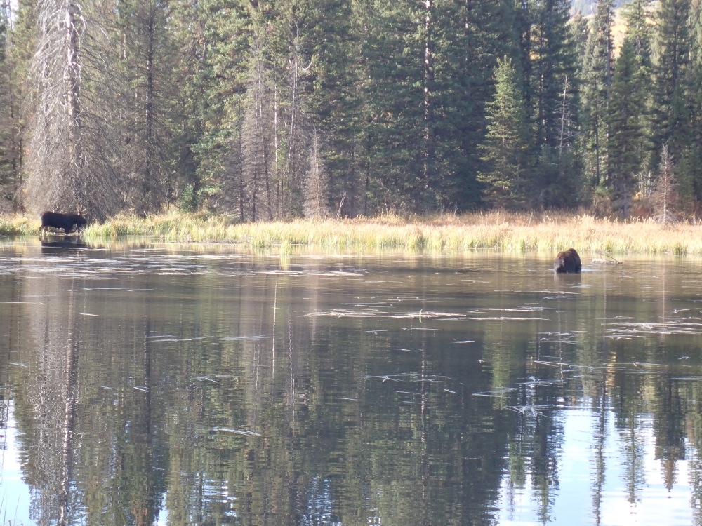 Moose, Grand Tetons