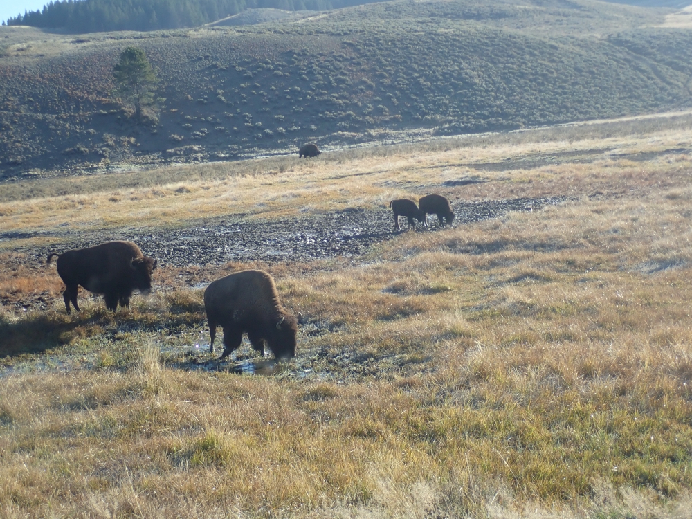 Yellowstone