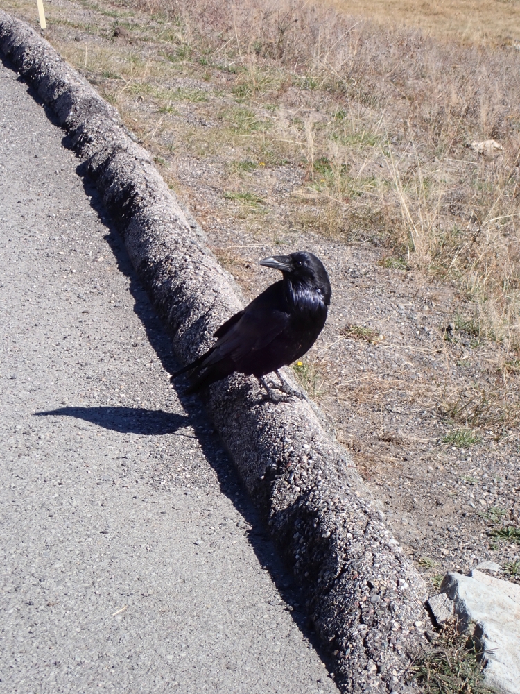 Yellowstone