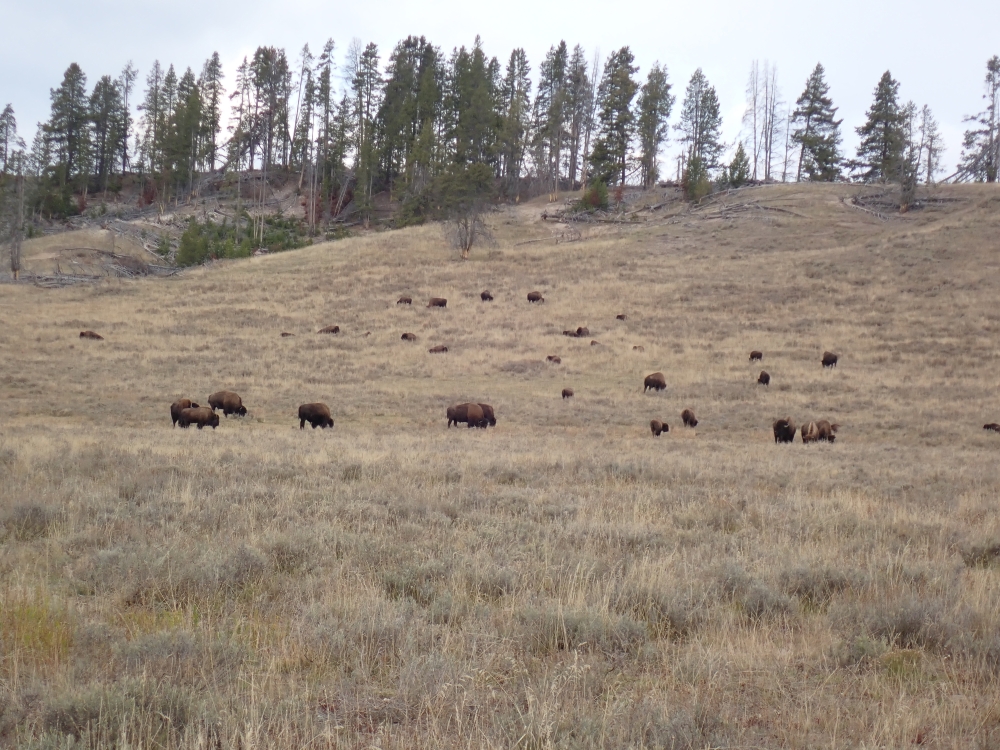 Yellowstone