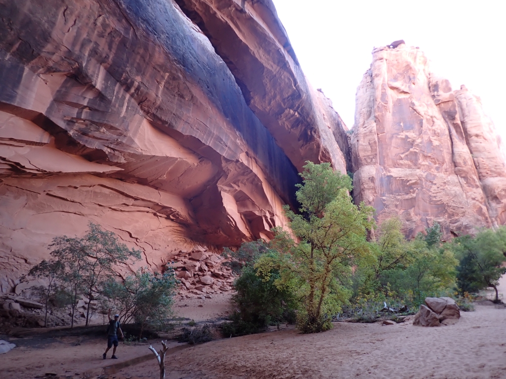 Morning Glory Arch