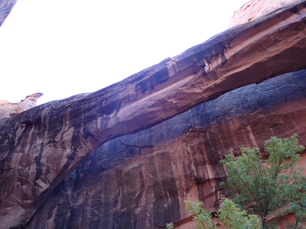 Morning Glory Arch