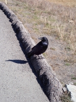 Yellowstone